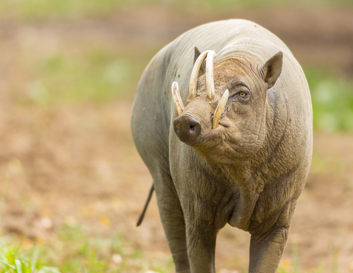 Babirusa